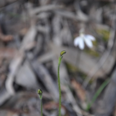 Glossodia major (Wax Lip Orchid) at Point 4010 - 25 Sep 2016 by catherine.gilbert
