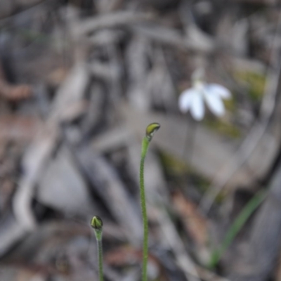 Glossodia major (Wax Lip Orchid) at Aranda Bushland - 25 Sep 2016 by catherine.gilbert