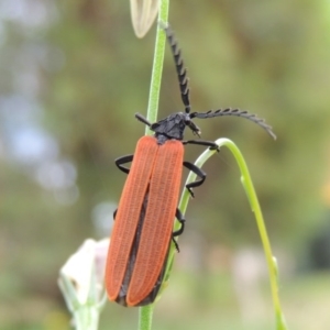 Porrostoma sp. (genus) at Conder, ACT - 21 Oct 2015 10:08 AM