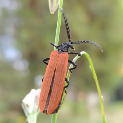 Porrostoma sp. (genus) (Lycid, Net-winged beetle) at Pollinator-friendly garden Conder - 20 Oct 2015 by michaelb