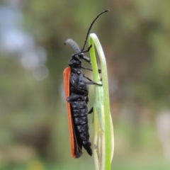 Porrostoma sp. (genus) at Conder, ACT - 21 Oct 2015 10:08 AM