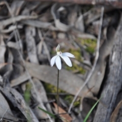 Caladenia fuscata (Dusky Fingers) at Aranda, ACT - 25 Sep 2016 by catherine.gilbert