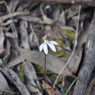 Caladenia fuscata (Dusky Fingers) at Point 4010 - 25 Sep 2016 by catherine.gilbert