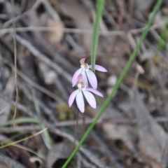 Caladenia fuscata (Dusky Fingers) at Point 4010 - 25 Sep 2016 by catherine.gilbert