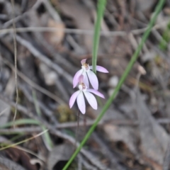 Caladenia fuscata (Dusky Fingers) at Aranda, ACT - 25 Sep 2016 by catherine.gilbert