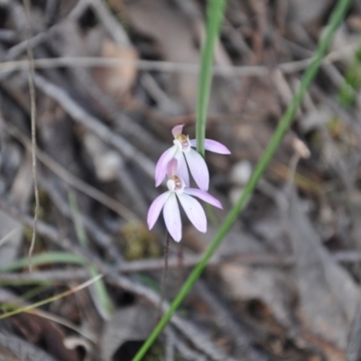 Caladenia fuscata (Dusky Fingers) at Point 4010 - 25 Sep 2016 by catherine.gilbert