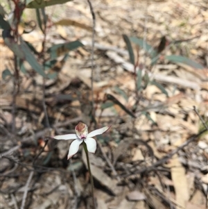 Caladenia moschata at Point 76 - suppressed