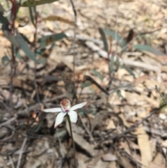 Caladenia moschata (Musky Caps) at Canberra Central, ACT - 16 Oct 2016 by ibaird