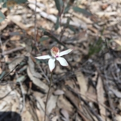 Caladenia moschata at Point 76 - suppressed