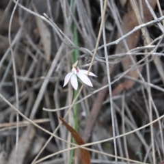 Caladenia fuscata (Dusky Fingers) at Aranda Bushland - 25 Sep 2016 by catherine.gilbert