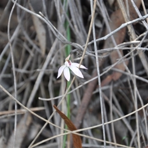 Caladenia fuscata at Point 4010 - suppressed