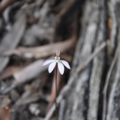 Caladenia fuscata (Dusky Fingers) at Point 4010 - 25 Sep 2016 by catherine.gilbert
