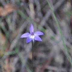 Glossodia major (Wax Lip Orchid) at Aranda Bushland - 25 Sep 2016 by catherine.gilbert