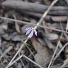 Caladenia fuscata (Dusky Fingers) at Point 4010 - 25 Sep 2016 by catherine.gilbert