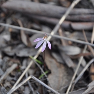 Caladenia fuscata at Point 4010 - suppressed