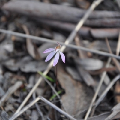 Caladenia fuscata (Dusky Fingers) at Point 4010 - 25 Sep 2016 by catherine.gilbert