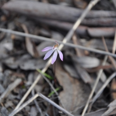 Caladenia fuscata (Dusky Fingers) at Aranda, ACT - 25 Sep 2016 by catherine.gilbert