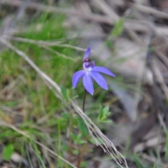 Cyanicula caerulea (Blue Fingers, Blue Fairies) at Aranda, ACT - 25 Sep 2016 by catherine.gilbert