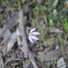 Caladenia fuscata (Dusky Fingers) at Aranda Bushland - 25 Sep 2016 by catherine.gilbert