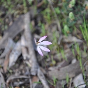 Caladenia fuscata at Point 4010 - suppressed