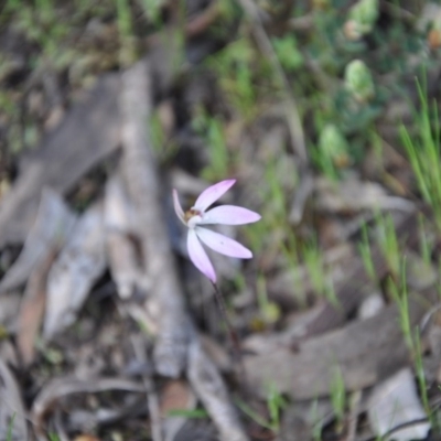 Caladenia fuscata (Dusky Fingers) at Point 4010 - 25 Sep 2016 by catherine.gilbert