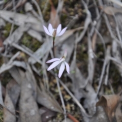 Caladenia fuscata (Dusky Fingers) at Aranda, ACT - 25 Sep 2016 by catherine.gilbert