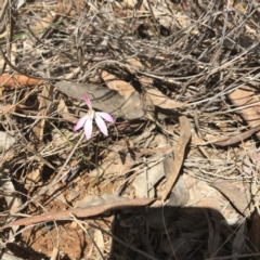 Caladenia fuscata (Dusky Fingers) at Point 76 - 16 Oct 2016 by ibaird