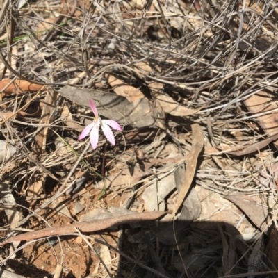 Caladenia fuscata (Dusky Fingers) at Point 76 - 16 Oct 2016 by ibaird