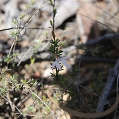 Caladenia fuscata at Point 76 - 16 Oct 2016