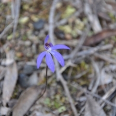 Cyanicula caerulea (Blue Fingers, Blue Fairies) at Point 4010 - 25 Sep 2016 by catherine.gilbert