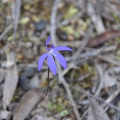 Cyanicula caerulea (Blue Fingers, Blue Fairies) at Aranda, ACT - 25 Sep 2016 by catherine.gilbert