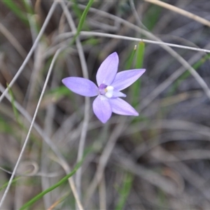 Glossodia major at Point 4010 - 25 Sep 2016