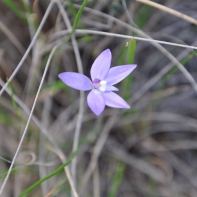 Glossodia major (Wax Lip Orchid) at Aranda Bushland - 25 Sep 2016 by catherine.gilbert