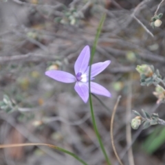 Glossodia major (Wax Lip Orchid) at Point 4010 - 25 Sep 2016 by catherine.gilbert