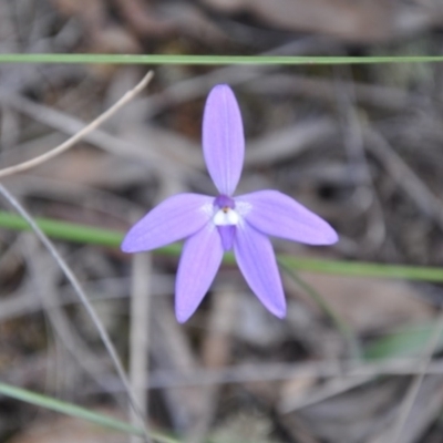 Glossodia major (Wax Lip Orchid) at Point 4010 - 25 Sep 2016 by catherine.gilbert