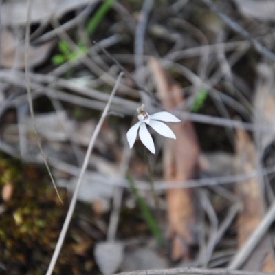 Caladenia fuscata (Dusky Fingers) at Aranda Bushland - 25 Sep 2016 by catherine.gilbert