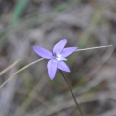 Glossodia major (Wax Lip Orchid) at Aranda, ACT - 25 Sep 2016 by catherine.gilbert