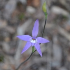 Glossodia major (Wax Lip Orchid) at Aranda Bushland - 25 Sep 2016 by catherine.gilbert