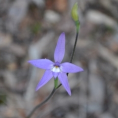 Glossodia major (Wax Lip Orchid) at Point 4010 - 25 Sep 2016 by catherine.gilbert
