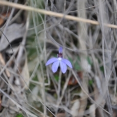 Cyanicula caerulea (Blue Fingers, Blue Fairies) at Aranda Bushland - 25 Sep 2016 by catherine.gilbert