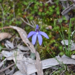 Cyanicula caerulea (Blue Fingers, Blue Fairies) at Point 4010 - 25 Sep 2016 by catherine.gilbert