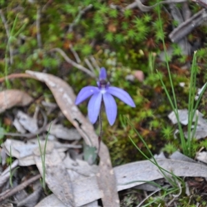 Cyanicula caerulea at Point 4010 - suppressed