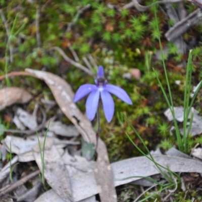 Cyanicula caerulea (Blue Fingers, Blue Fairies) at Aranda, ACT - 25 Sep 2016 by catherine.gilbert