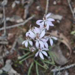 Caladenia fuscata (Dusky Fingers) at Aranda, ACT - 25 Sep 2016 by catherine.gilbert