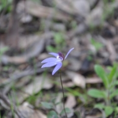 Cyanicula caerulea (Blue Fingers, Blue Fairies) at Aranda Bushland - 25 Sep 2016 by catherine.gilbert