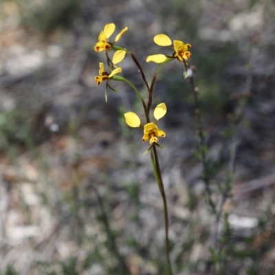 Diuris nigromontana (Black Mountain Leopard Orchid) at Point 76 - 16 Oct 2016 by ibaird