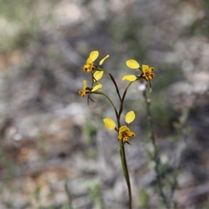 Diuris nigromontana at Undefined Area - suppressed