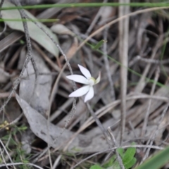 Caladenia fuscata (Dusky Fingers) at Aranda Bushland - 25 Sep 2016 by catherine.gilbert