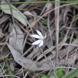 Caladenia fuscata at Point 4010 - suppressed