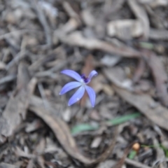 Cyanicula caerulea (Blue Fingers, Blue Fairies) at Point 4010 - 25 Sep 2016 by catherine.gilbert